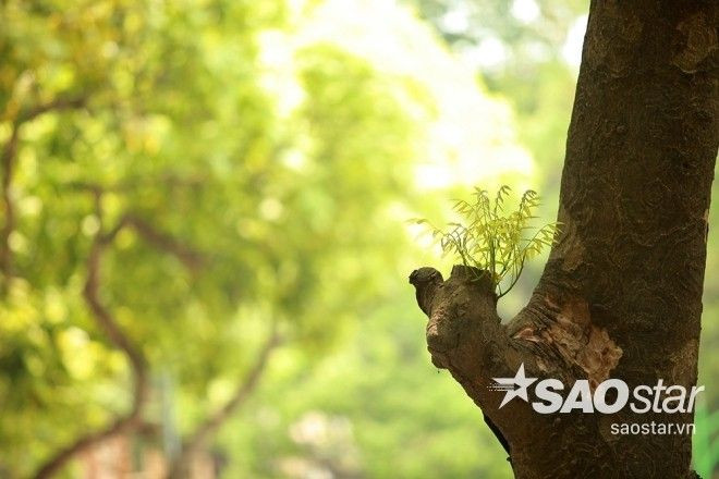 Lá vàng rụng xuống dành chỗ cho chồi non vươn lên.