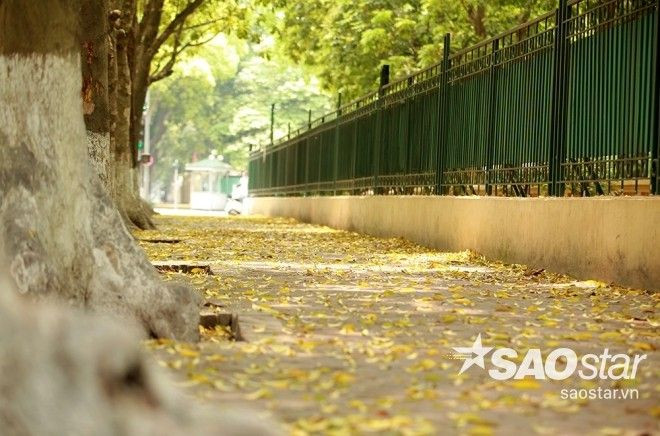 Thảm lá vàng nằm góc nhỏ đường Hoàng Hoa Thám.