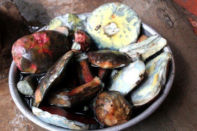 Nấm gan bò, loại nấm đặc sản thu hái trong rừng thông hiện có giá bán cực đắt đỏ
