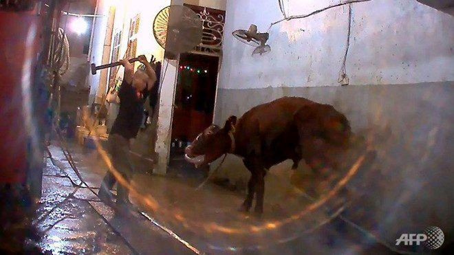 Hình ảnh làm thịt bò ở Việt Nam bị phản ứng vì quá tàn bạo. Ảnh: AFP