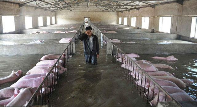 Anh Li Zuming xót xa khóc chào từ biệt 6.000 con lợn trong trang trại của mình