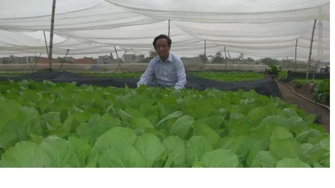 lan dung 2