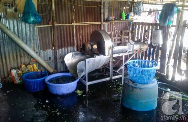 Cơ sở sản xuất rau muống ngâm hoa chất.