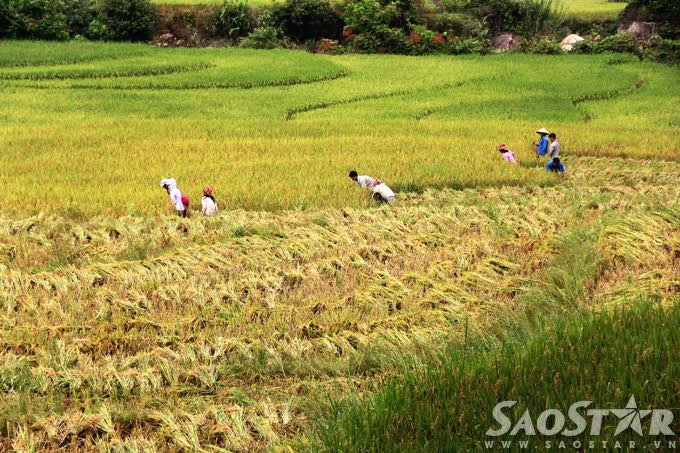 Đâu đó có thể bắt gặp cảnh người dân đang nô nức gặt hái thành quả của cả một năm lao động vất vả.