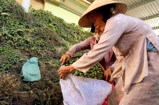 Trước sự việc người dân ồ ạt hái cau non bán cho Trung Quốc, ông Hồ Đính, Phó phòng Trồng trọt, Sở NN&PTNT Thừa Thiên Huế cho biết, họ nhập cau non để sản xuất kẹo bán đi các nước có khí hậu lạnh.