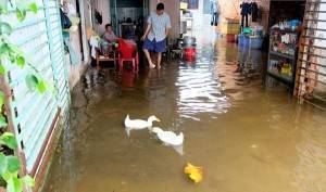 Nước tràn vào nhà dân gây ngập nghiêm trọng, vịt cũng bơi tung tăng vào nhà