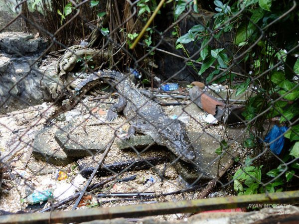 Congviennuocbohoang (2)