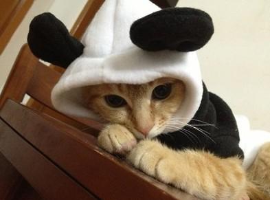 cat1