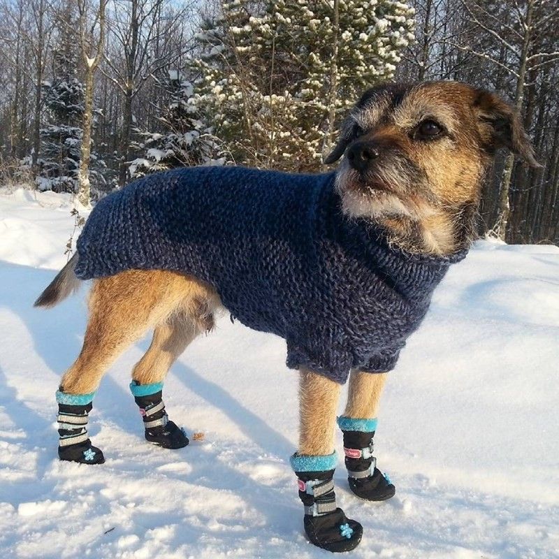 dog5