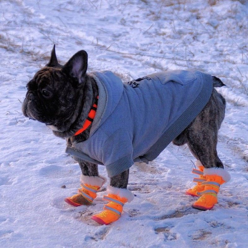 dog6