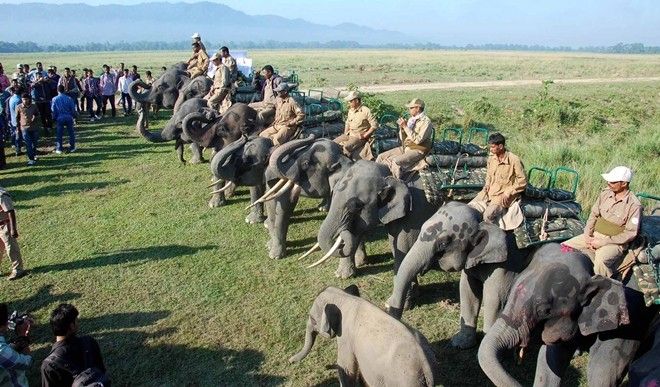 KAZIRANGA, NOV 01 (UNI):- Elephants lined up for Elephant ride at Kohra range at Mihimukh in Kaziranga National Park on Saturday. The Kaziranga National Park reopened for tourists on Saturday after its routine closure for six months. UNI PHOTO-76U