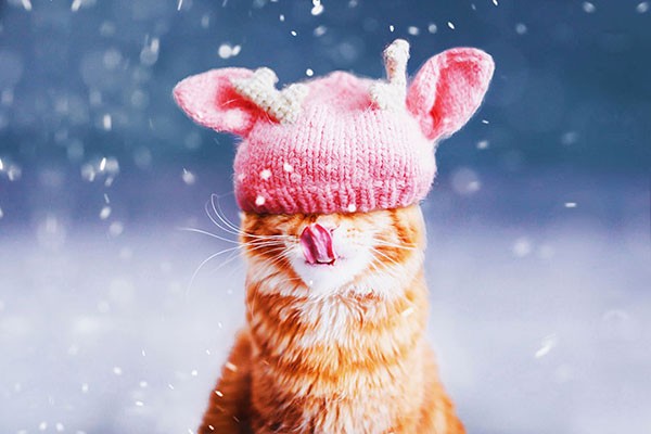 Dù ở nhà hay đi dạo phố cùng chủ, nó rất ít khi chạy nhảy lung tung.