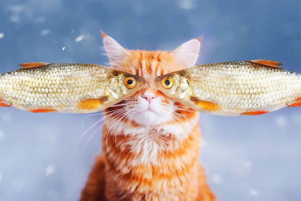 Được biết, Kotleta là một chú mèo thuộc giống mèo Nga.