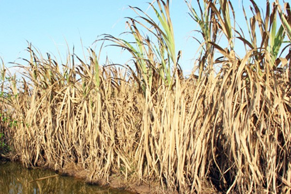 Hàng nghìn ha mía ở Sóc Trăng chết cháy từng ngày do hạn mặn kéo dài. 