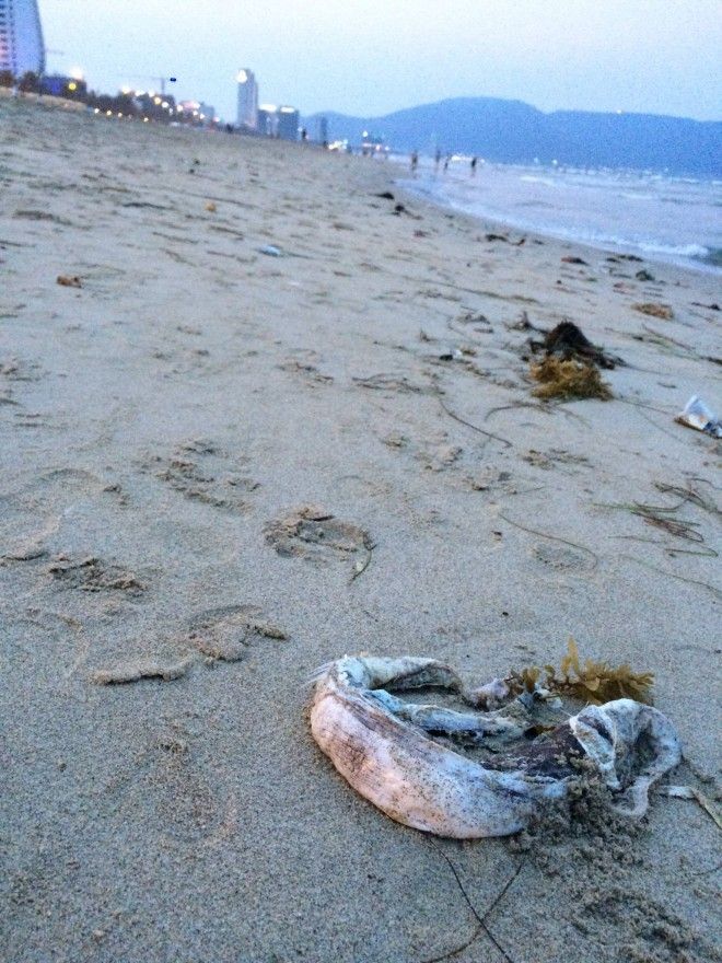 13087119_701046190036564_2995001405764585211_o