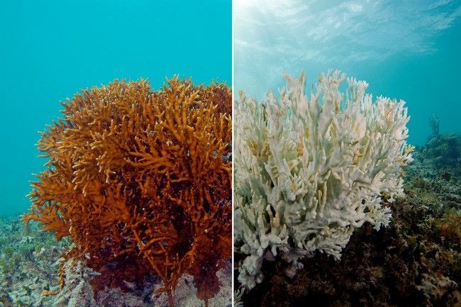 coral-bleaching-7-1461767033058