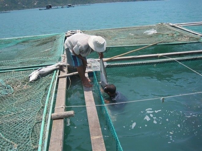 Người dân vớt cá chết ra khỏi lồng nuôi.