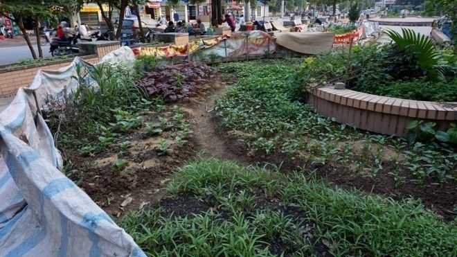 ha-noi-dan-trong-rau-sach-roi-doa-moi-phun-thuoc-24-184951