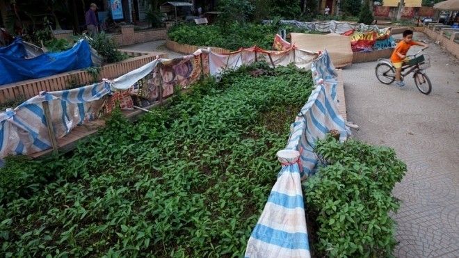 Một góc ruộng rau muống được rào chắn khá kỹ 