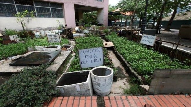 ha-noi-dan-trong-rau-sach-roi-doa-moi-phun-thuoc-24-185000