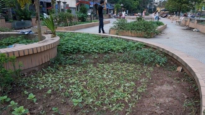 Một khoảnh rau muống mới trồng giữa vườn hoa khu đô thị 