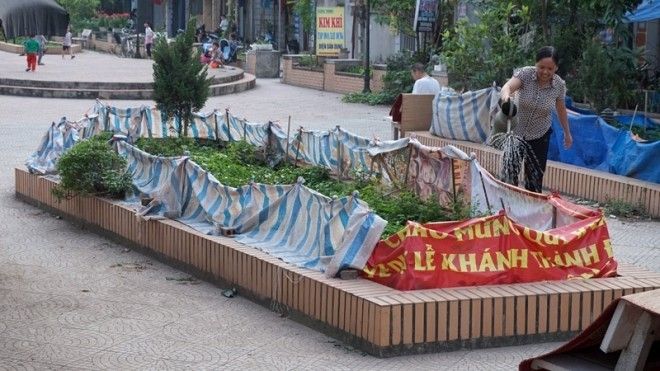 Rau được chăm sóc khá kỹ. 