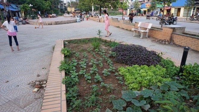 Ở khu đô thị Tân Triều, toàn bộ các khu vườn được thiết kế để trồng hoa trong sân chung đều bị thay thế bằng những vườn rau sạch 
