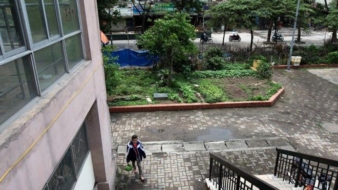 Khu vực thiết kế để trồng hoa, cây thuộc khu đô thị Định Công (Hoàng Mai, Hà Nội) nay đã thành những vườn rau sạch của người dân. 