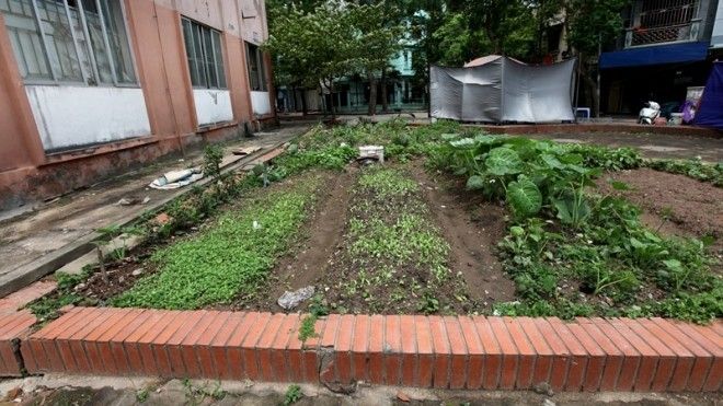 Những luống rau đủ loại ngay cạnh một chung cư thuộc khu đô thị Định Công đã cung cấp rau sạch vài năm nay. 