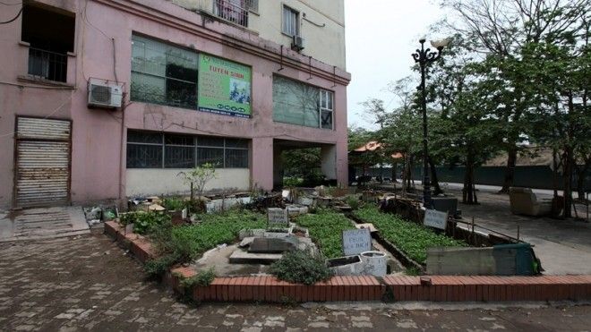 Một khu vườn được thiết kế trồng hoa, cây cảnh được tận dụng trồng rau 