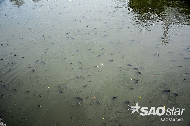 Cá chết nổi hàng loạt lên mặt nước khu vực kênh Nhiêu Lộc - Thị Nghè