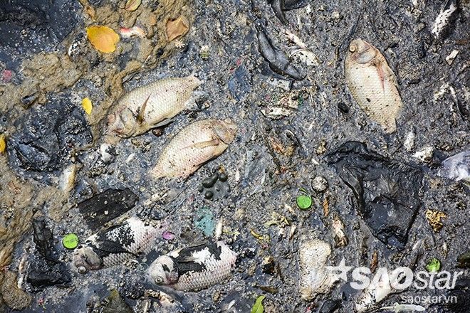 Chẳng những cá, khu vực kênh còn được phát hiện vô cùng ô nhiễm với cực kì nhiều túi, bao nylong bị vứt. 