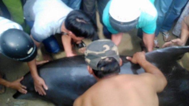 13220846_1004227189695510_8292189046993902292_n