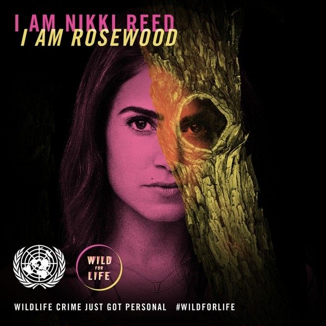 Nữ diễn viên phim Twighlight Nikki Reed - Gỗ hồng sắc (Rosewood).