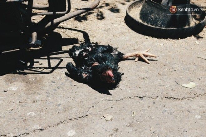 Một chú gà trống "ngất xỉu" vì nắng. 
