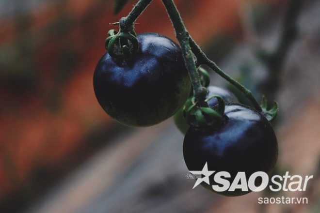 13340198_274127809643835_1098716023346430145_o