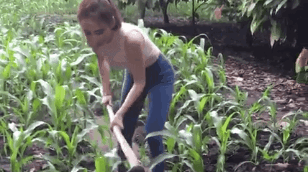 Thật khó tin! Angela Phương Trinh cũng có ngày đi cuốc đất, nấu bếp củi Ảnh 2