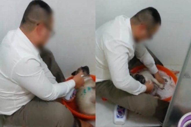 Hai người cứ thế vừa khóc vừa kêu gào, mãi sau hơn 2 phút, chú chó được tắm xong và nằm ngay ngắn trên chiếc khăn trong vòng tay của người chủ. 