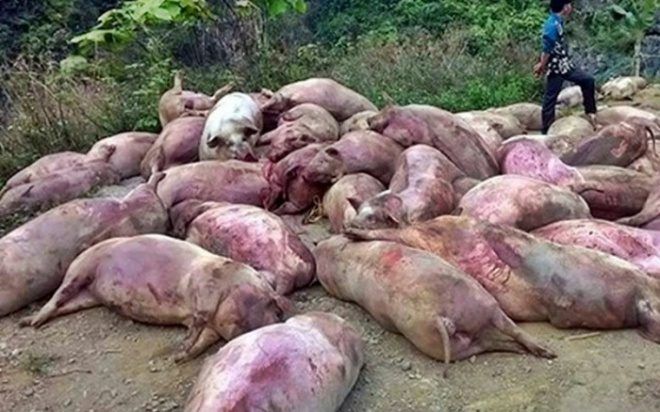 Heo chết Công ty Việt Phước vứt ra môi trường