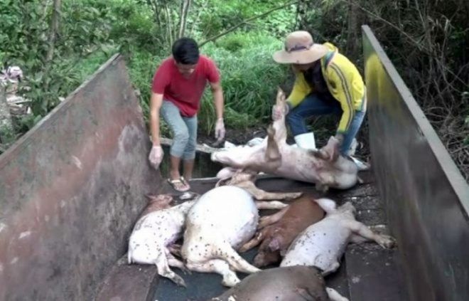 Xác lợn chết bị vứt ra môi trường.