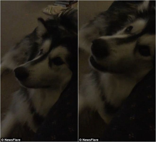 Malamute là cô nàng chó 2 tuổi rất thông minh và sống tình cảm