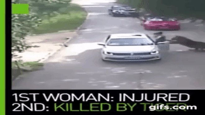 Chỉ vì một sai lầm nhỏ, du khách gặp tai nạn kinh hoàng tại công viên động vật hoang dã Ảnh 2