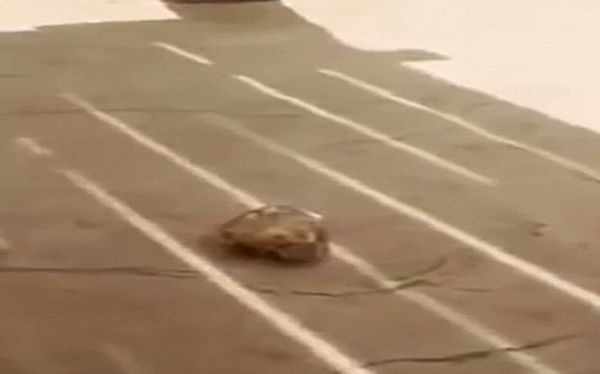 Viên đá mà con voi ném trúng đầu bé