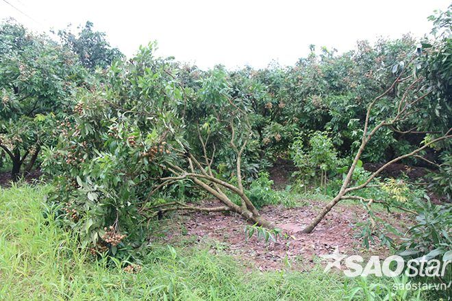 Nhiều cây đổ rạt, ngổn ngang.