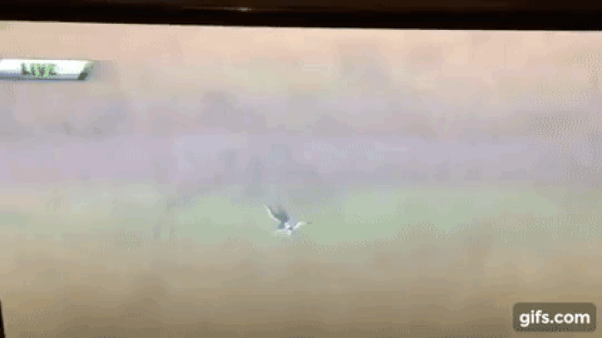 Cú nhảy vượt mọi giới hạn: Thả người rơi tự do từ độ cao không tưởng Ảnh 2