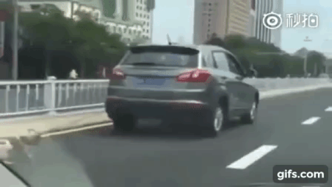 Clip sốc: Lái xe tàn bạo kéo lê chú chó trên đường cho đến chết Ảnh 2