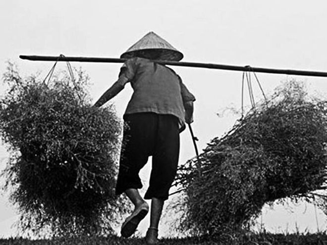 Cả đời mẹ vất vả vì đàn con (ảnh sưu tầm)