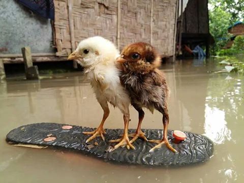 Hai bạn gà này kiếm được chiếc du thuyền xịn ghê!