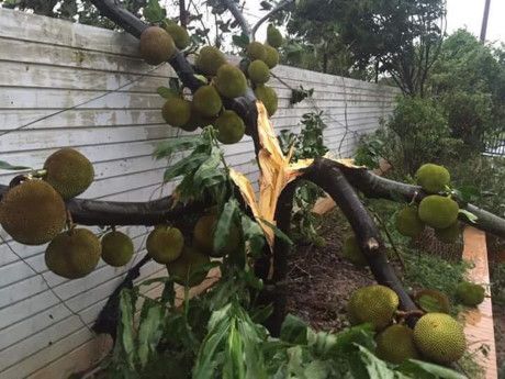 Cơn bão mùa trước đi qua để lại hậu quả...đắng lòng.