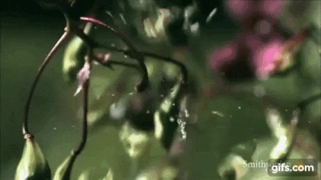 Chiêm ngưỡng khoảnh khắc ngoạn mục khi trái cây phát nổ Ảnh 2